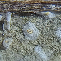 Aspidiotus nerii